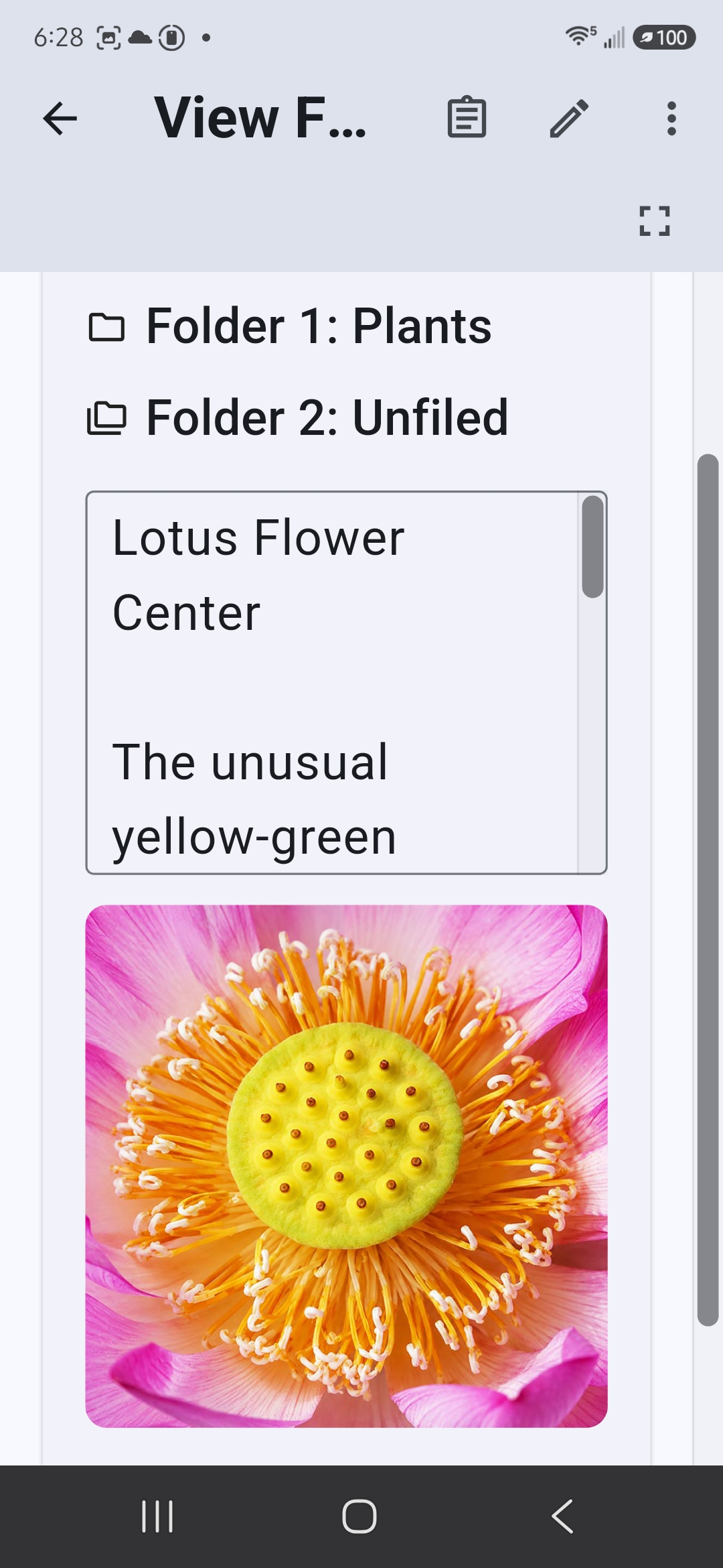 Lotus Flower